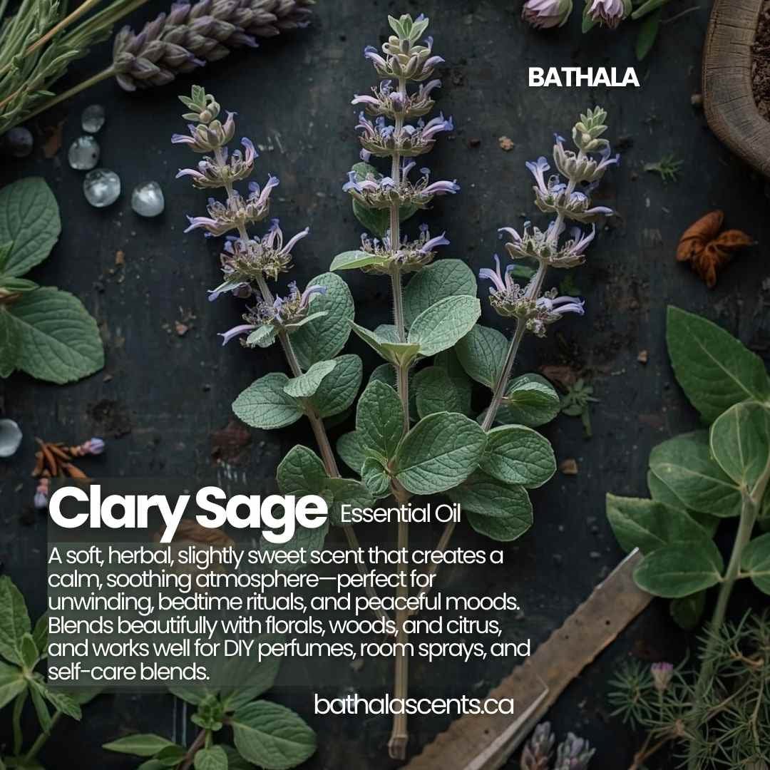 Clary Sage Essential Oil - Bathala - Bathala Scents and Natural Wellness